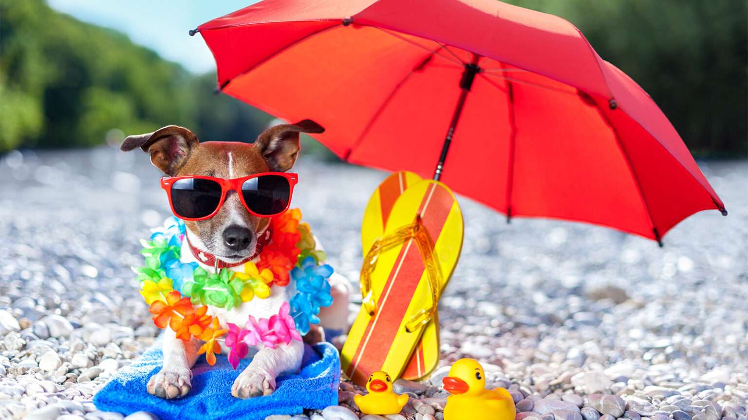 220622112803_dog15-1536x864