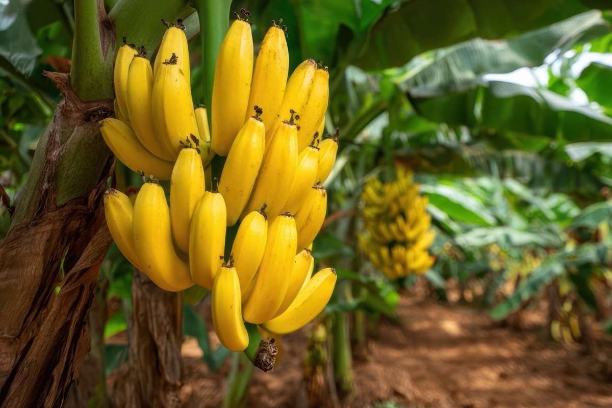 banana_3320.1f2cd4