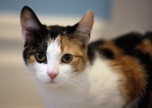 calico