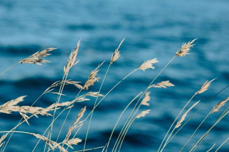 calm-and-serene-seascape-featuring-wind-swept-grasses-perfec-4791489