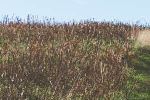 narrow-pathway-middle-grassy-field-beautiful-sky.bff0c4