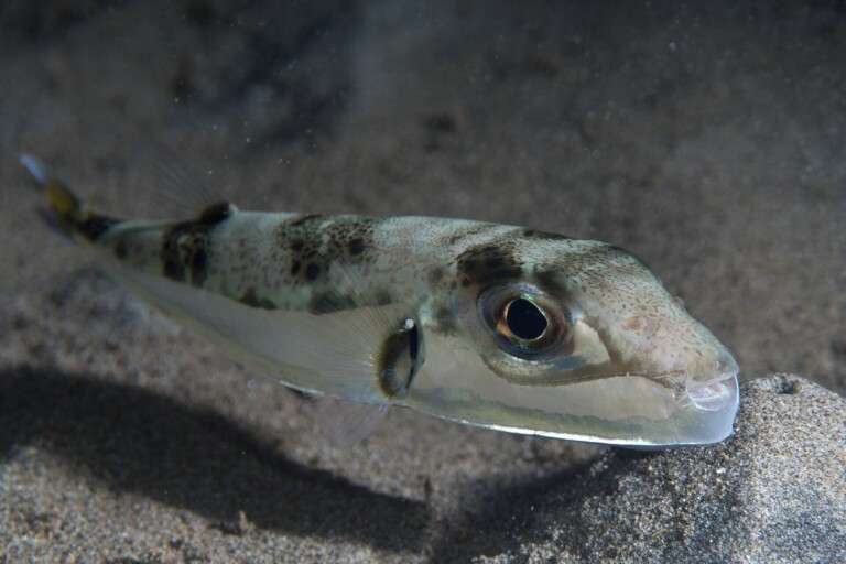 silver-puffer-lagocephalus-sceleratus-48272090586-80920851